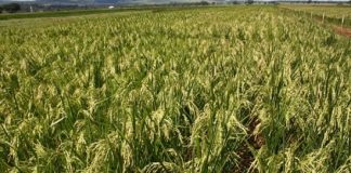 Produção de comida em Moma pode estar comprometida