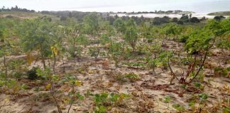 No acesso à terra: Mulheres continuam sendo as mais desfavorecidas As mulheres nao tem acesso a terra em Moçambique, especialmente em Nampula