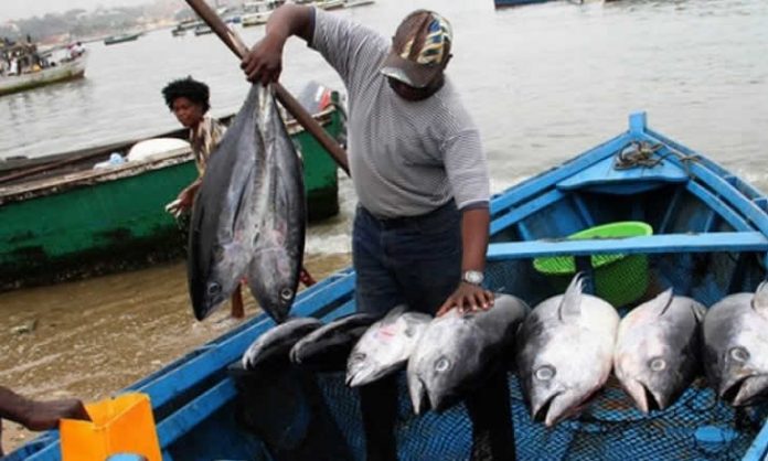Actualmente os cidadaos consomem muito pouco peixe e abaixo da media recomendada pela OMS