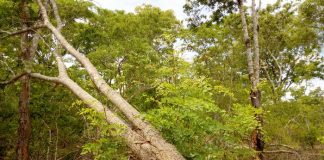 Reduz o número de operadores florestais furtivos em Nampula ha muitos exploradores furtivos de madeira em Nampula