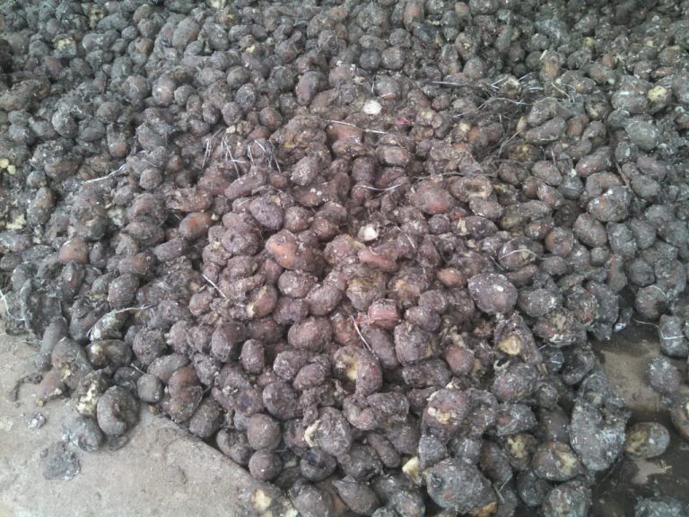 Devido a subida do preço: Batata reno apodrece no mercado do Waresta