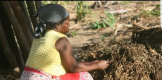 Devido a escassez de chuvas: Murrupula regista bolsas de fome