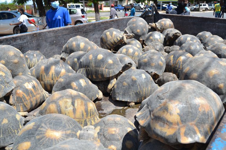 Detido português na posse de espécie animal protegida na Ilha de Moçambique