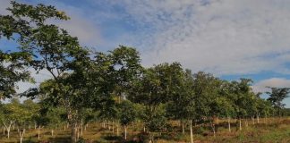 Nampula prevê reflorestar mais de 600 hectares de terra com espécies diversas