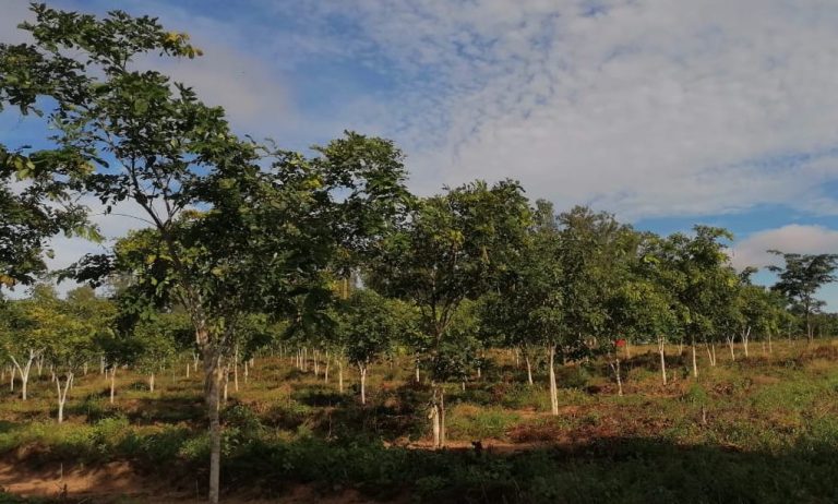 Nampula prevê reflorestar mais de 600 hectares de terra com espécies diversas
