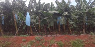 Valorização do metical pode trazer problemas para o sector agrário