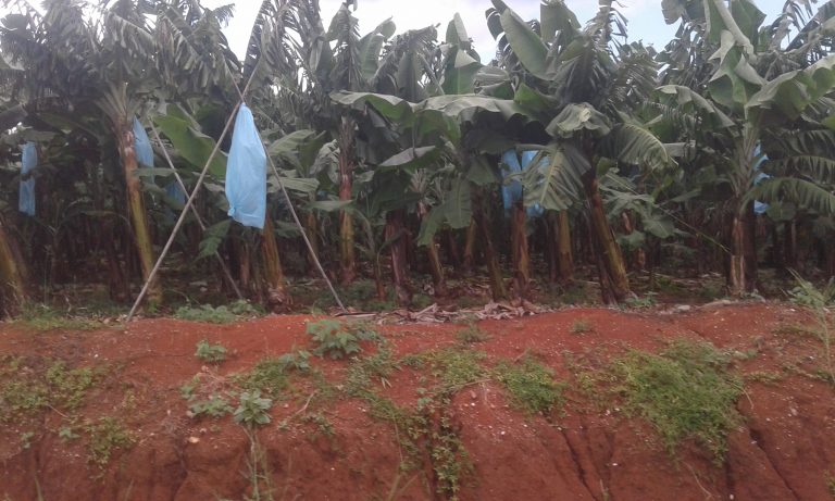 Valorização do metical pode trazer problemas para o sector agrário