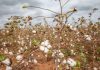 Aprovado o preço da comercialização do algodão caroço em Moçambique