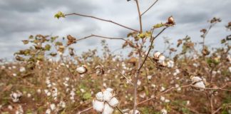 Aprovado o preço da comercialização do algodão caroço em Moçambique