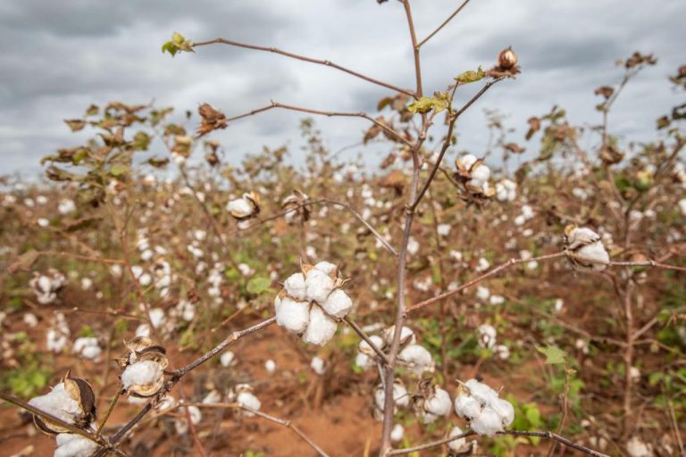 Aprovado o preço da comercialização do algodão caroço em Moçambique