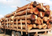 Governo capacita técnicos e fiscais florestais na região Norte do país para identificação de espécies madeireiras