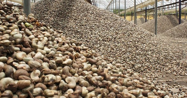 Celso Correia quer uma nova lei do caju para aumentar rendimentos dos produtores