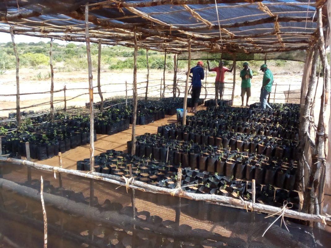 De plantas nativas: Comunidade de Murrua estabelece viveiro comunitário