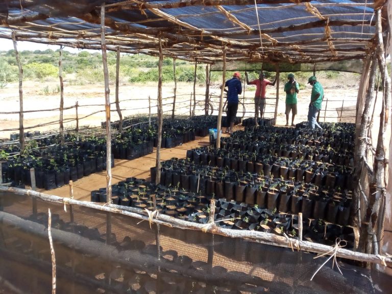 De plantas nativas: Comunidade de Murrua estabelece viveiro comunitário