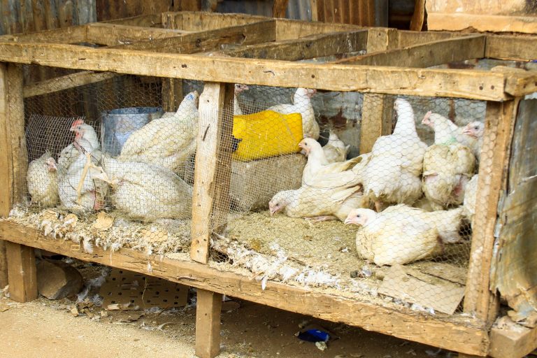 Reduz escassez de frango na cidade de Nampula