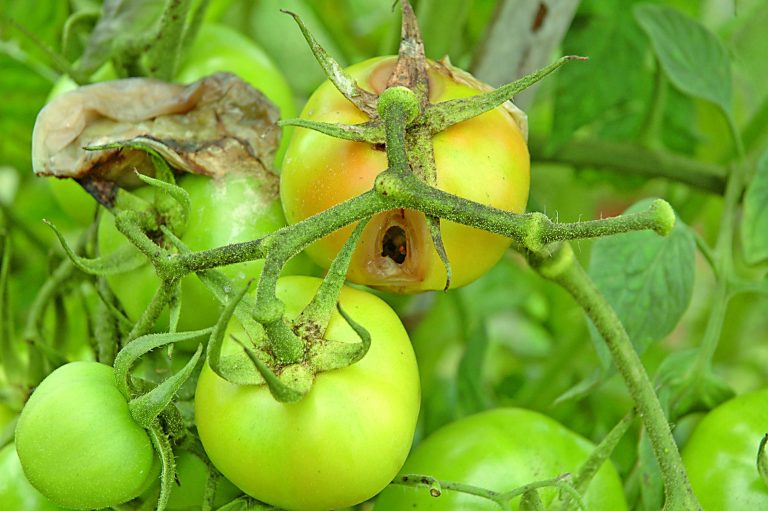 Praga afecta cultura do tomate em Malema
