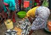 Nampula: carapau salva sobrevivência de mulheres vendedoras de peixe na cidade de Nampula