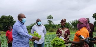 Cidade de Nampula ainda regista escassez de hortícolas