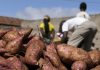 Nampula: Famílias recorrem a batata doce para fugir do alto preço do pão