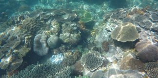 Tartarugas marinhas das Ilhas Primeiras e Segundas passam a ter maior protecção