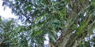 Mecubúri: População recorre a “passagem aérea” para se locomover e fugir de crocodilos