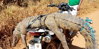 Abatido crocodilo que atacou mortalmente jovem ao longo do rio Malema