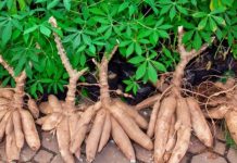 IIAM vai libertar variedade de mandioca com capacidade de produção de perto de 30 toneladas por hectare