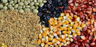 Nampula: FNDS tem disponíveis 15 milhões de dólares para a produção de sementes e melhoria do agroprocessamento