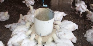 No mercado do Waresta: Vendedores de frango clamam por clientela