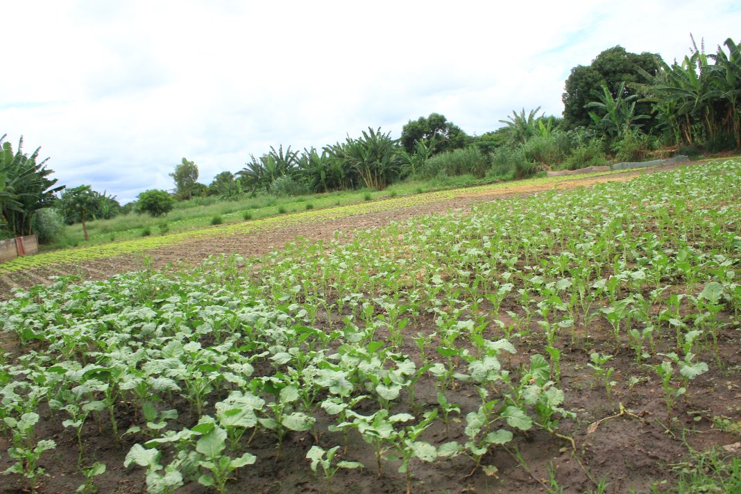 Nampula: Calor intenso está a comprometer produção de hortícola em Napipine