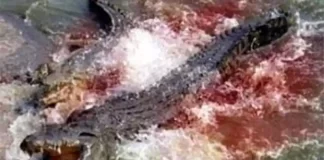 Crocodilos continuam a dizimar vidas na barragem de Nampula