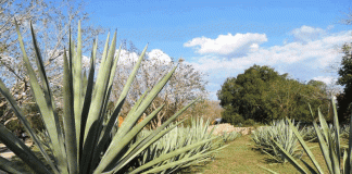 Angoche: Gani Comercial acusada de plantar sisal nas machambas da população