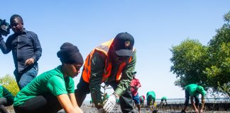 Nyusi apela maior conservação de mangais