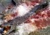 Crocodilos devoram 14 pessoas em 5 meses em Saua Saua