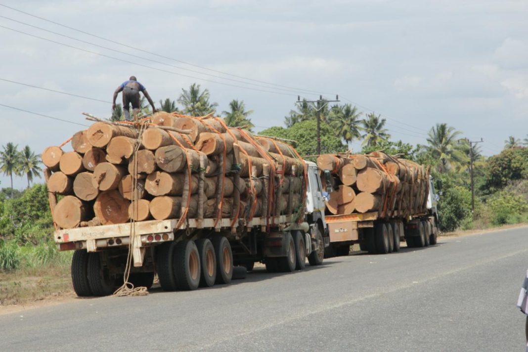 Na Floresta II: A destruição do Parque das Quirimbas