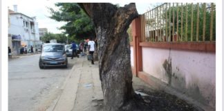 Nampula: Munícipes continuam a “atacar” árvores para atender necessidades biológicas