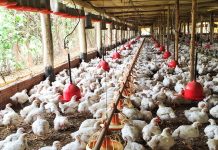 Namicopo: Manifestantes recolhem frangos e colchões