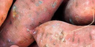 Batata-doce de polpa alaranjada alivia Monapo da desnutrição