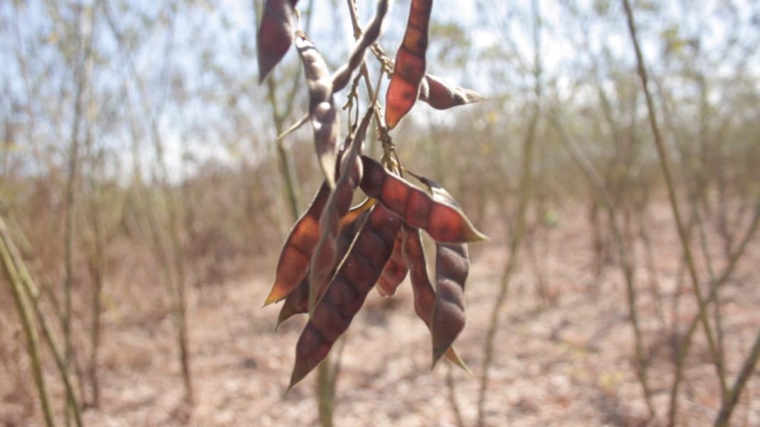Nova variedade de feijão bóer estará à disposiҫão dos produtores dentro de dois anos no norte de Moçambique