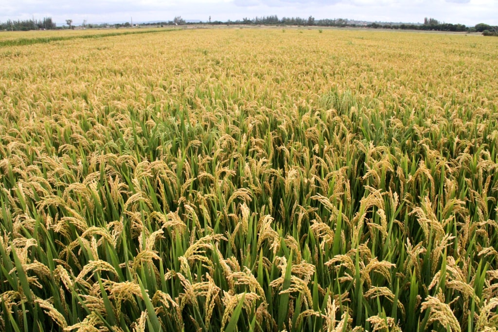 BAD aprova subvenção de 22,8 milhões de dólares para impulsionar a produção de arroz em Moçambique e reforçar a resiliência climática