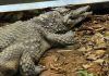Crocodilos estão a acabar pessoas em Moma