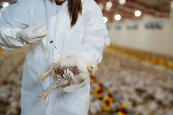 Liupo vai vacinar 48 mil aves contra Newcastle