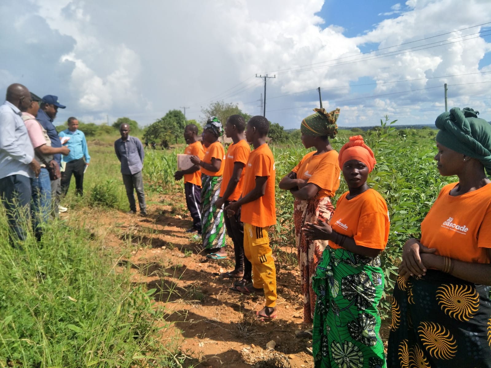 Nacarôa: Semente de soja produz abaixo do esperado e preocupa produtores