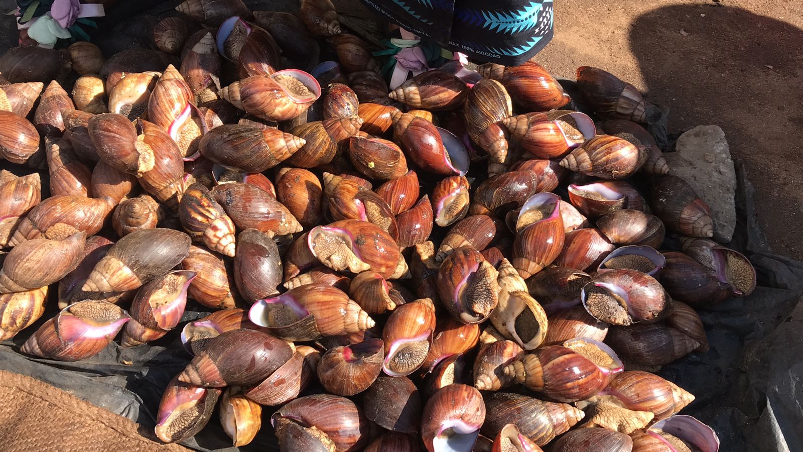 Caracol “invade” mesas da cidade de Nampula