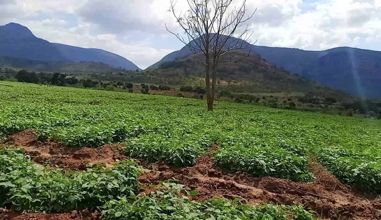 Queda de valor agrícola preocupa produtores de Murralelo