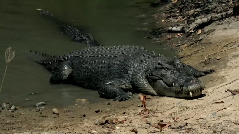 Napipine: Autoridades municipais vão ajudar população a “lutar” contra crocodilos