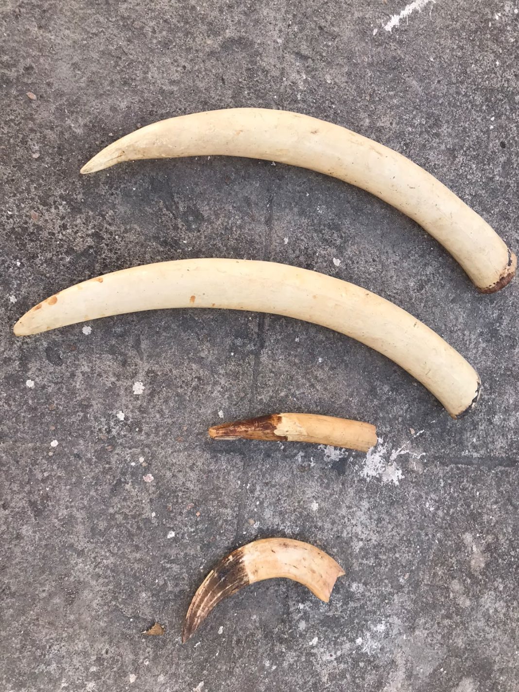 SERNIC desdobra-se em Nampula: Pontas de marfim levam 3 indivíduos aos calabouços SERNIC desdobra-se em Nampula: Pontas de marfim levam 3 indivíduos aos calabouços