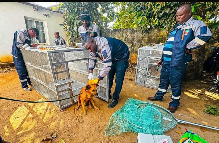No último final de semana: Cães vadios atacaram 11 pessoas em Malema
