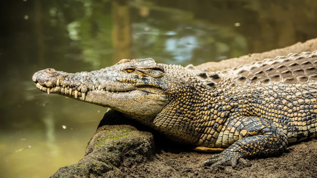 Mocuba: Menor de 16 anos escapa da morte após ataque de crocodilo no rio Licungo Mocuba: Menor de 16 anos escapa da morte após ataque de crocodilo no rio Licungo