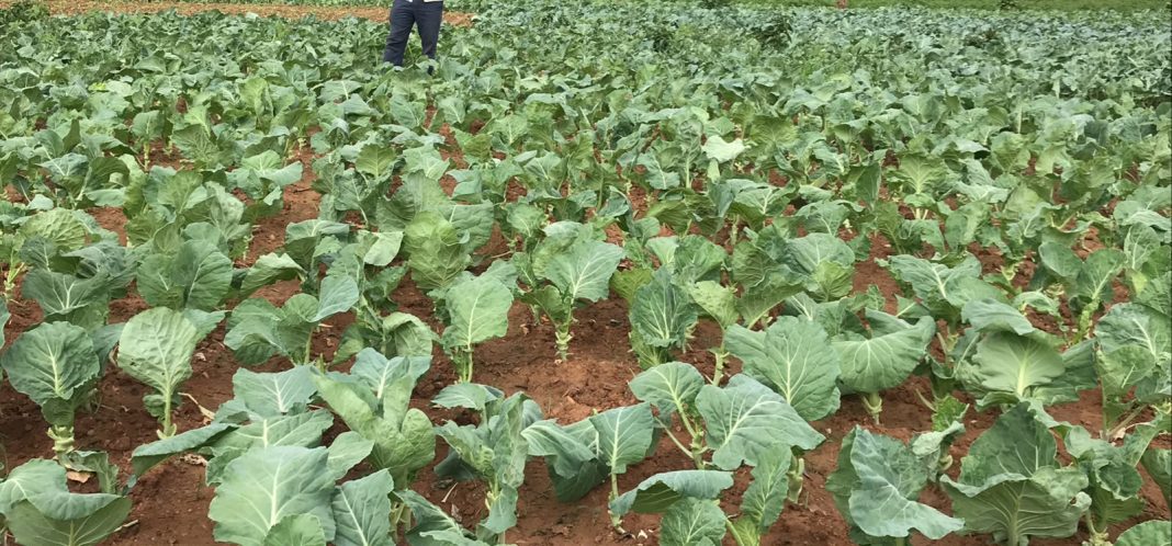 Vendedores de vegetais não estão a pagar produtores de couve